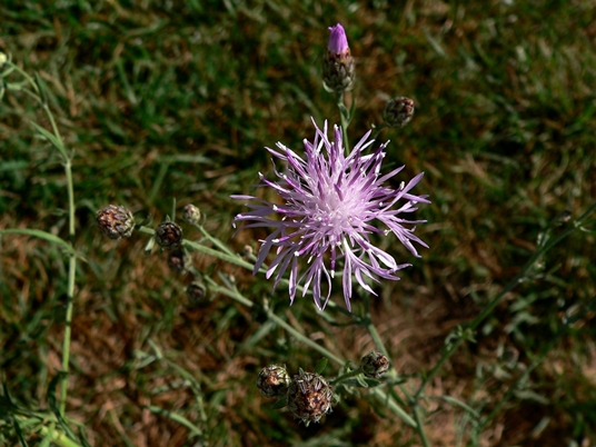 {Centaurea maculosa}